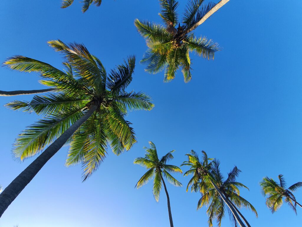 Coconut Trees with Blue Sky